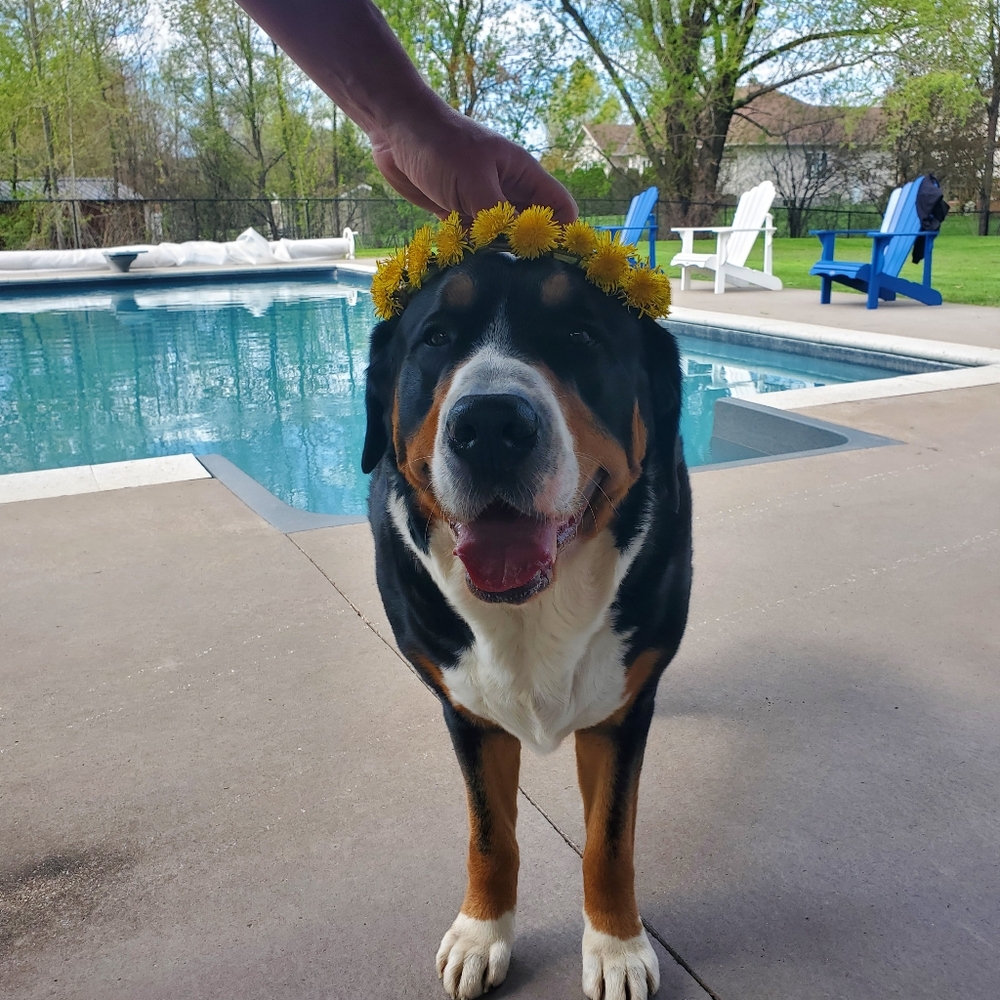 Meet your Posher, Ruby B!